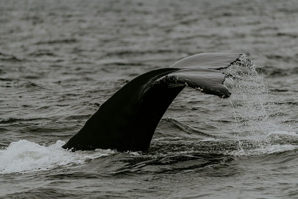 Quel est le meilleur moment pour observer les migrations de baleines en croisière autour des Açores?